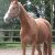 LES CHEVAUX DE PROPRIETAIRES