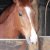 LES CHEVAUX DE PROPRIETAIRES