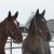 LES CHEVAUX DANS LA NEIGE