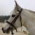 LES PONEYS DE CLUB