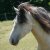 LES PONEYS DE CLUB