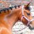 LES PONEYS DE CLUB