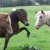 LES PONEYS DE CLUB